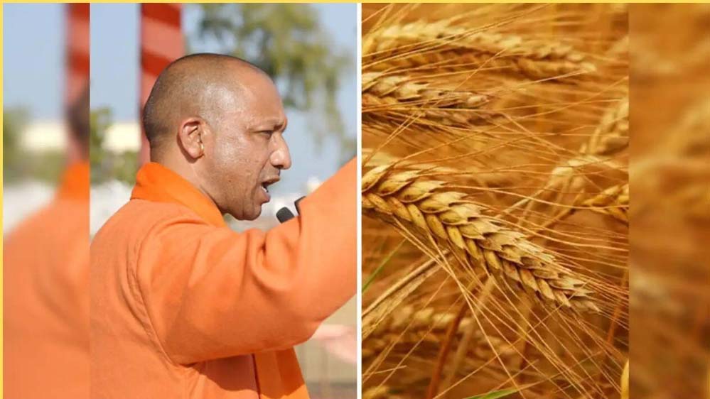 योगी सरकार का बड़ा फैसला, गेहूं की MSP बढ़ाई, 6500 केंद्रों पर खरीद कब से शुरू होगी?