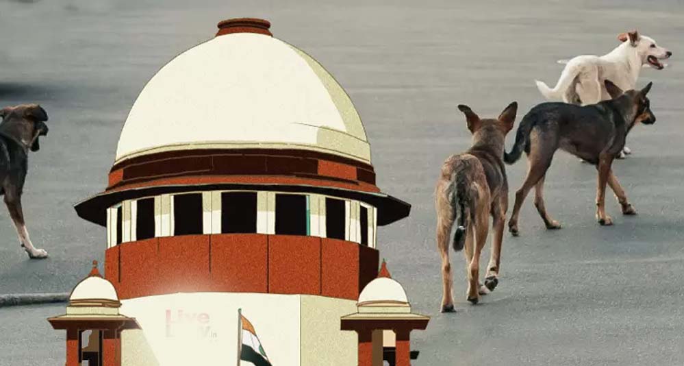 स्ट्रे डॉग्स को लेकर SC सख्त, लेकिन क्या राज्यों के पास हैं इतने शेल्टर और संसाधन?