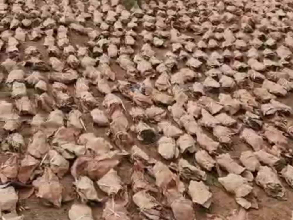 लातेहार के हेरहंज में वन संपदा पर अवैध कब्जा, रातों-रात ट्रैक्टरों से हो रही तस्करी का खुलासा