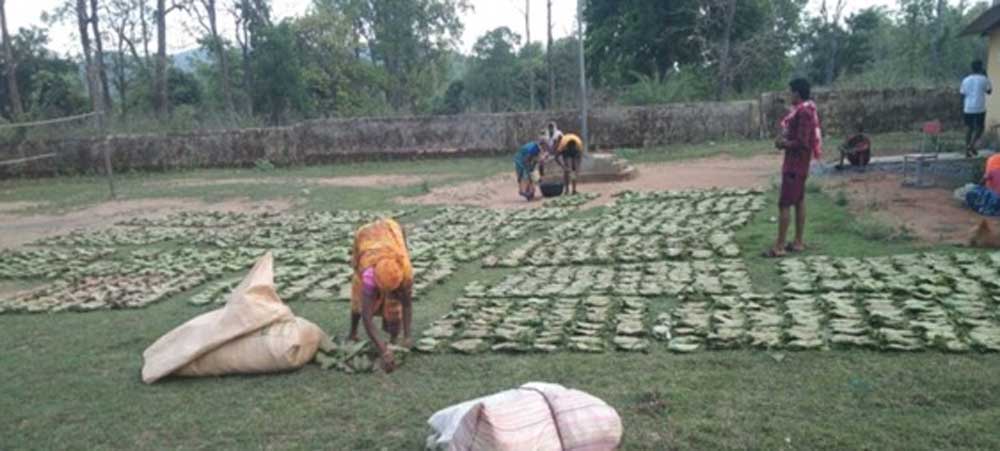 स्थानीय फड़ से 365 संग्राहकों को आर्थिक संबल, गांव में ही हुई खरीदी