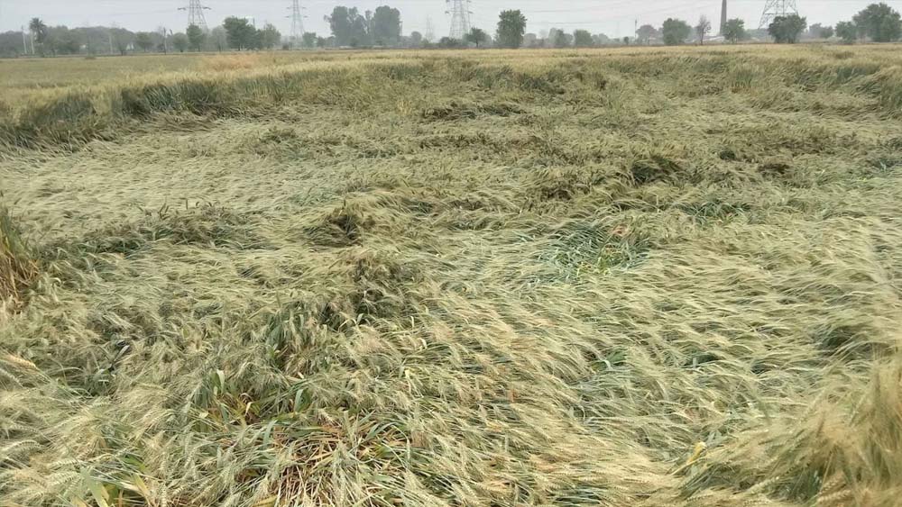 किसानों को राहत का भरोसा, CM साय बोले- फसल नुकसान का सर्वे कर देंगे मुआवजा