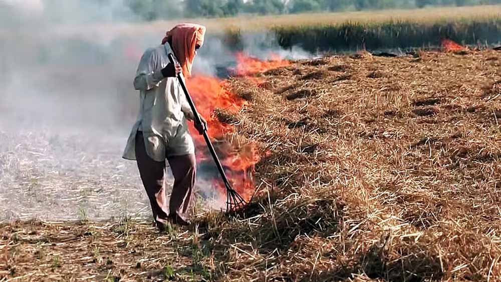 धान कटाई के साथ बढ़ी पराली जलाने की घटनाएं, 6 दिन में 15 मामले