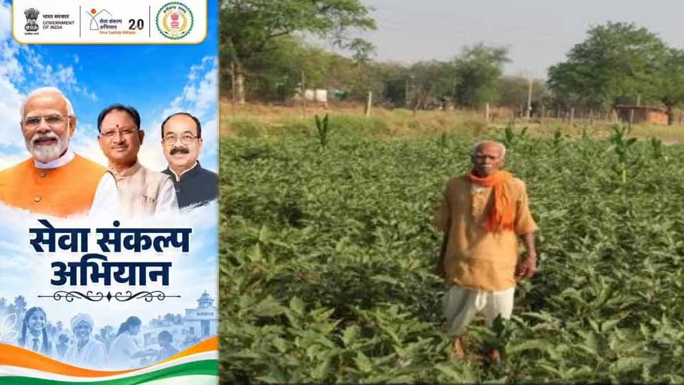 धान के साथ खेती में बदलाव से फागूराम को फायदा, ग्राफ्टेड बैंगन उगाकर ₹20 हजार ज्यादा कमाए