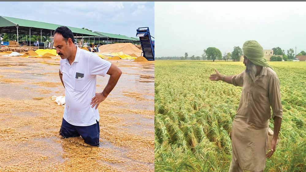 पंजाब में बारिश से धान खरीद व्यवस्था पर असर, खेतों में पानी और मंडियों में अनाज के ढेर से किसान परेशान