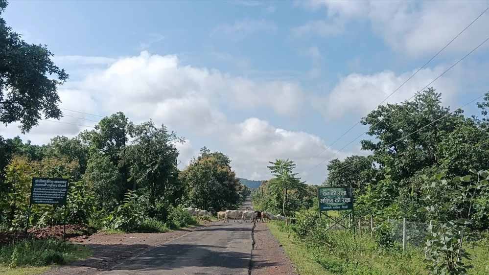 MP में मानसून का आखिरी दौर, 2-3 दिन में विदाई; अब नहीं होगी तेज बारिश