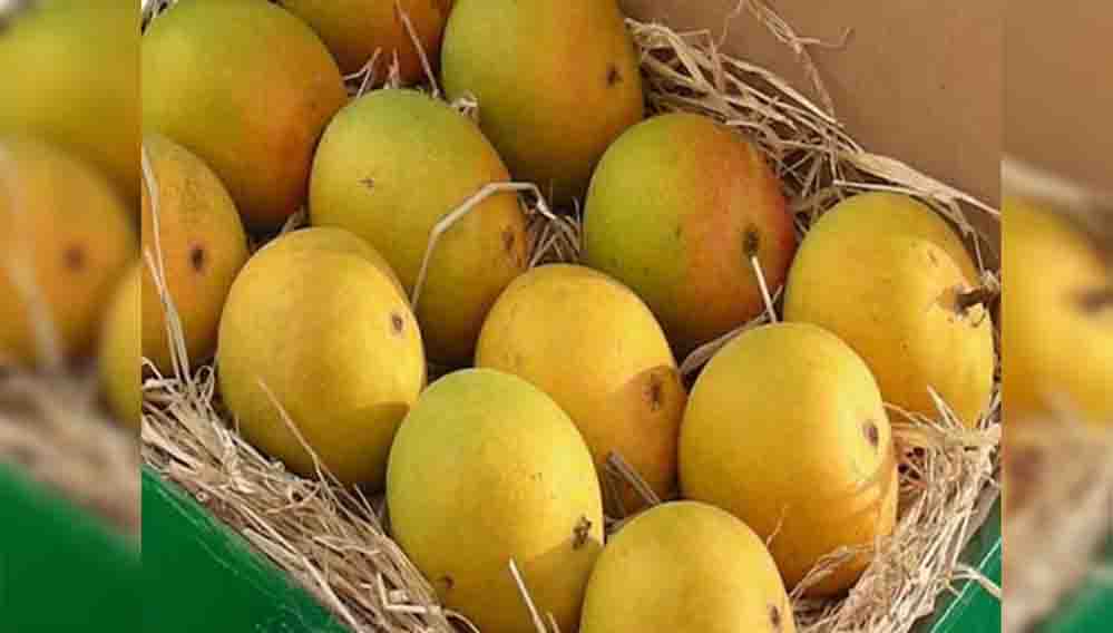 दिवाली पर आम प्रेमियों को मिलेगी सौगात, जानिए बिना सीजन कैसे उपलब्ध होगा हापुस आम