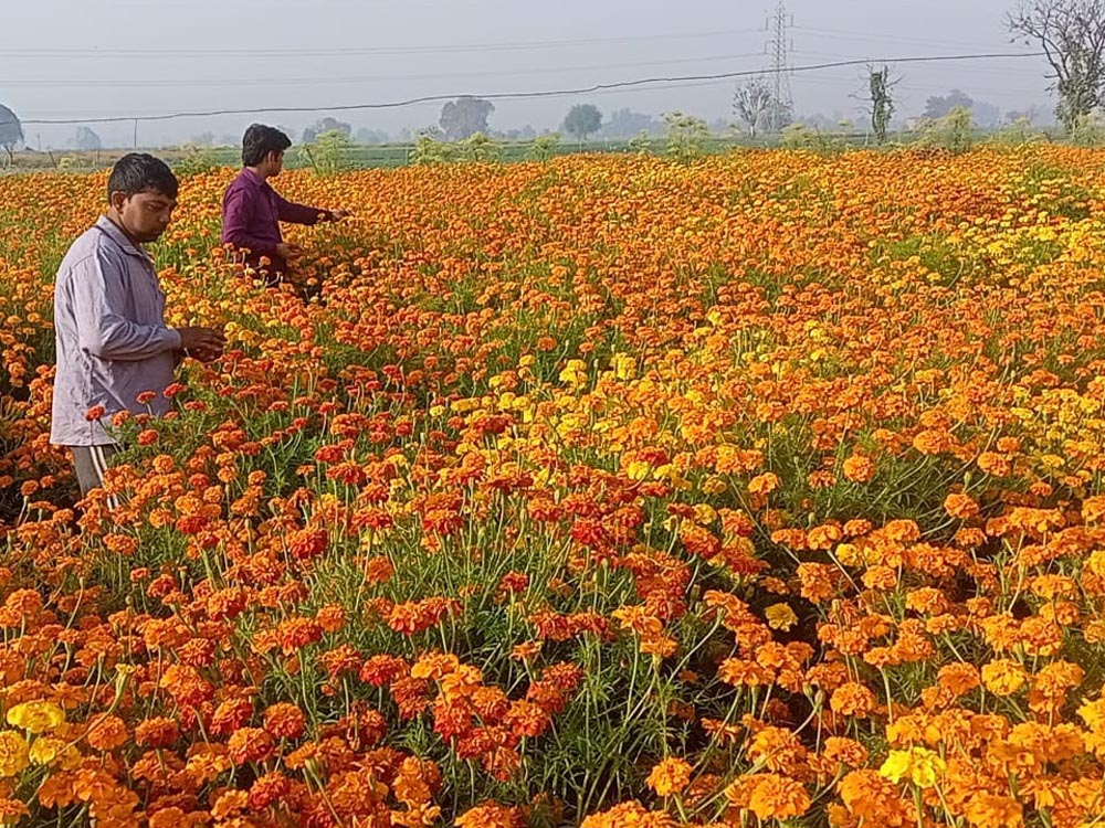 शाम को तुड़ाई, सुबह मंडी में बिक्री; चाइनीज गेंदे से एक बीघा में 3 क्विंटल तक उत्पादन